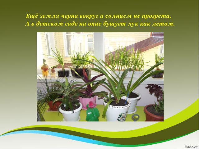 Презентация исследовательского проекта "Мой дружок - зеленый лучок"