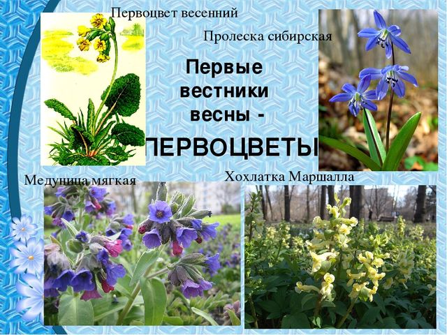 Презентация "Первые цветы весны"