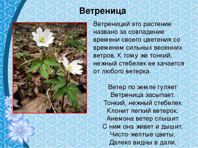 Презентация "Первые цветы весны"