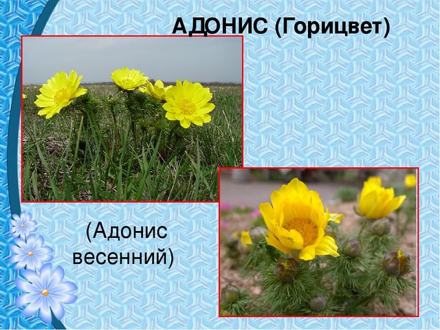 Презентация "Первые цветы весны"