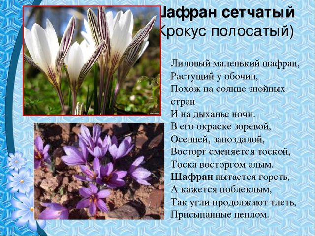 Презентация "Первые цветы весны"