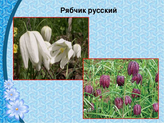 Презентация "Первые цветы весны"