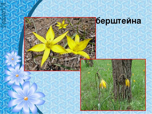 Презентация "Первые цветы весны"