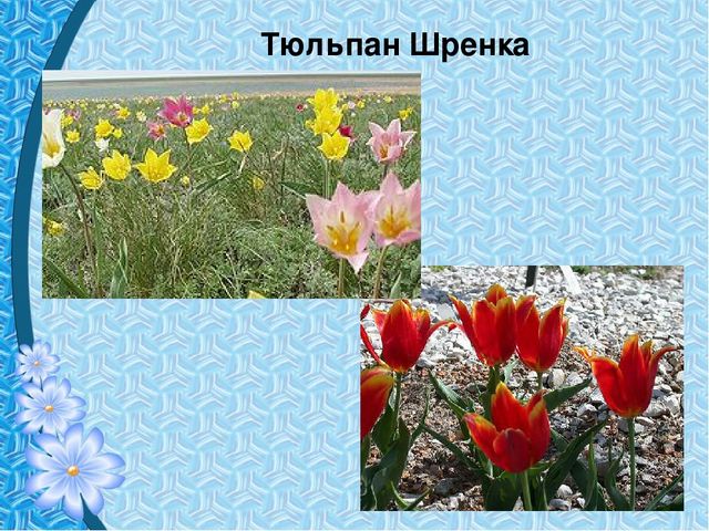 Презентация "Первые цветы весны"