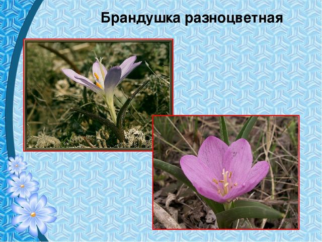 Презентация "Первые цветы весны"