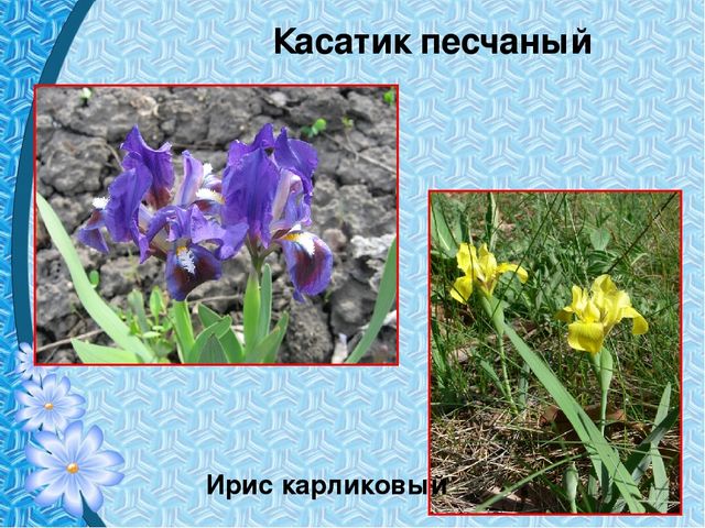 Презентация "Первые цветы весны"