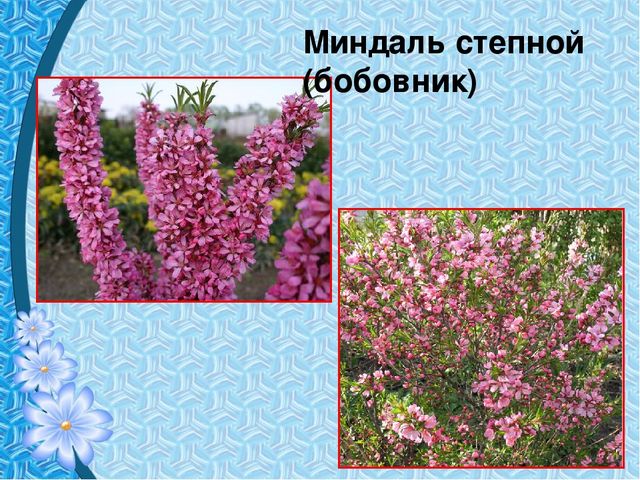 Презентация "Первые цветы весны"