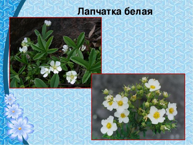Презентация "Первые цветы весны"
