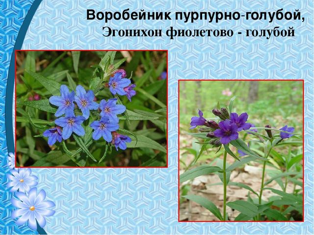 Презентация "Первые цветы весны"