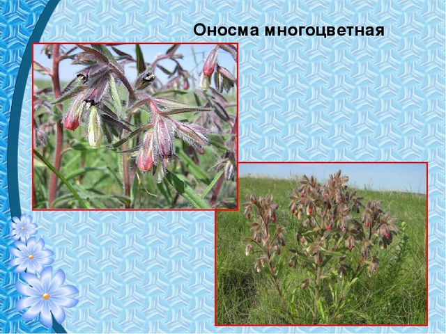 Презентация "Первые цветы весны"