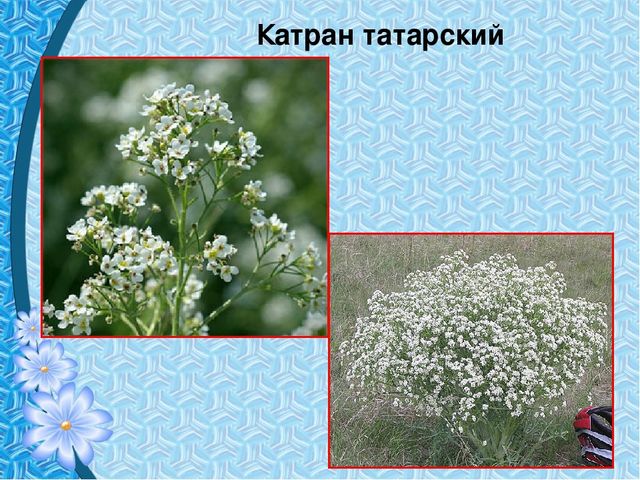 Презентация "Первые цветы весны"