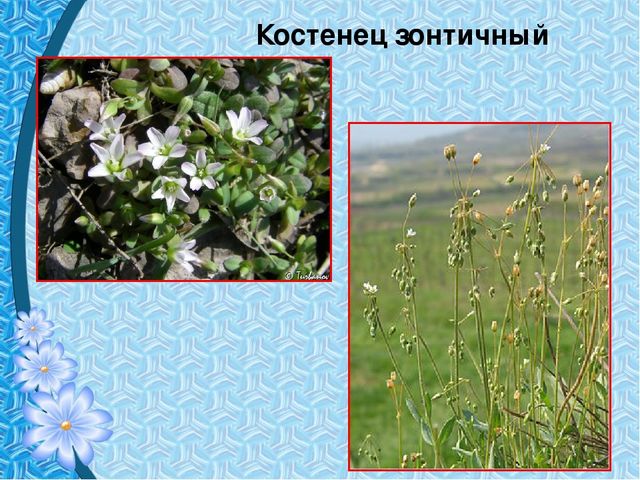 Презентация "Первые цветы весны"