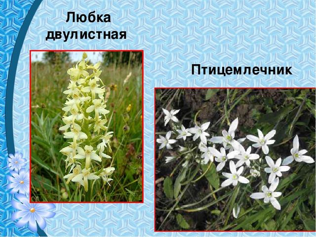 Презентация "Первые цветы весны"