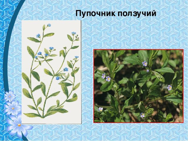 Презентация "Первые цветы весны"