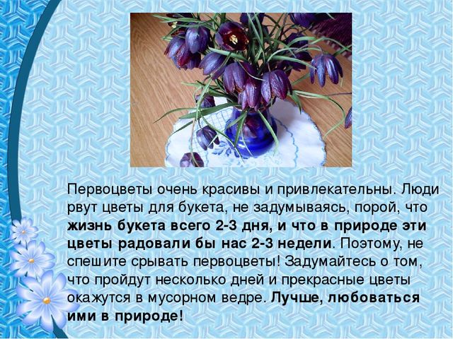 Презентация "Первые цветы весны"