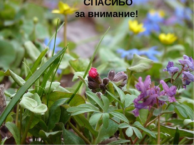 Презентация "Первые цветы весны"