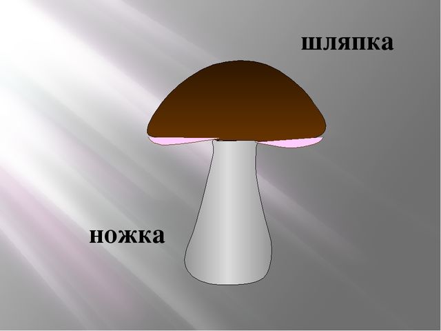 Презентация Съедобные и несъедобные грибы