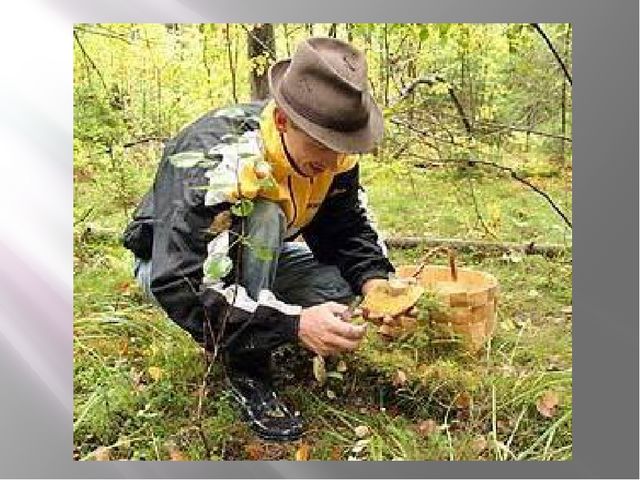 Презентация Съедобные и несъедобные грибы
