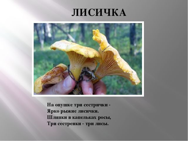 Презентация Съедобные и несъедобные грибы