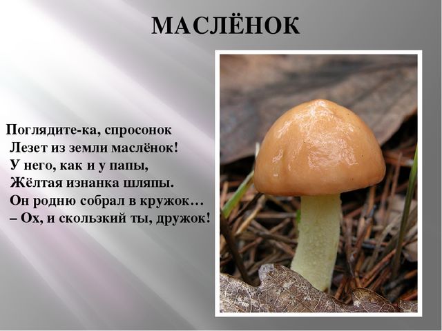 Презентация Съедобные и несъедобные грибы