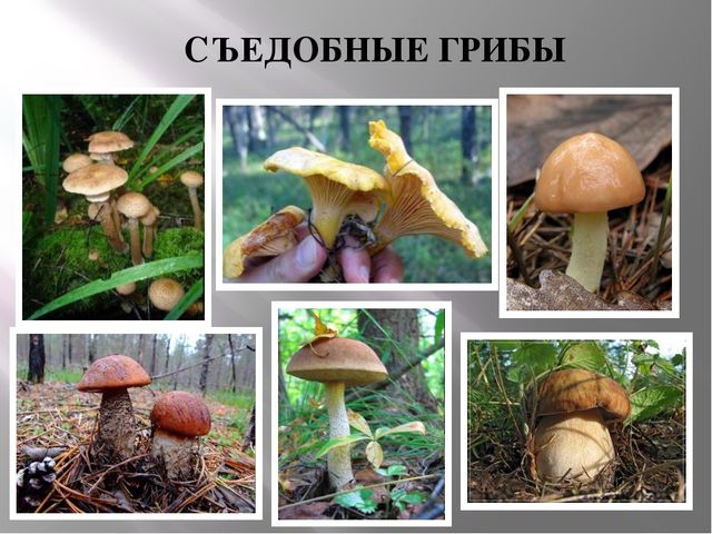 Презентация Съедобные и несъедобные грибы