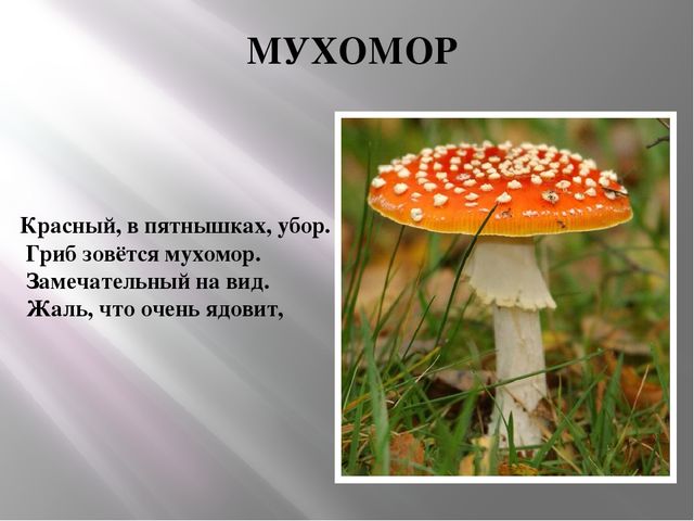 Презентация Съедобные и несъедобные грибы