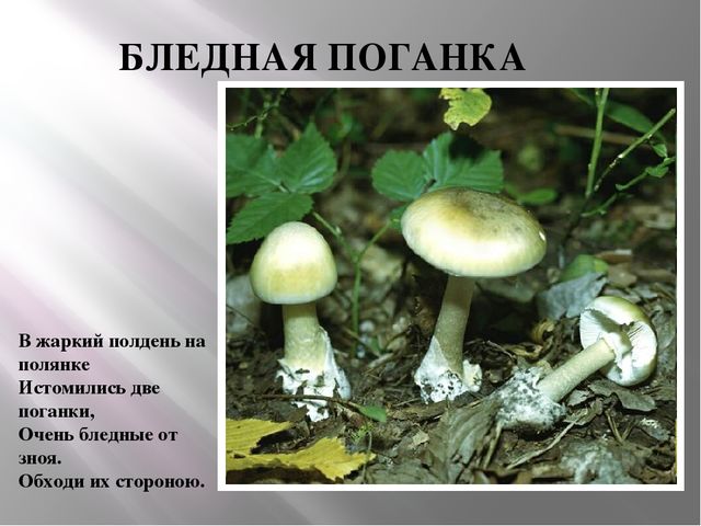 Презентация Съедобные и несъедобные грибы