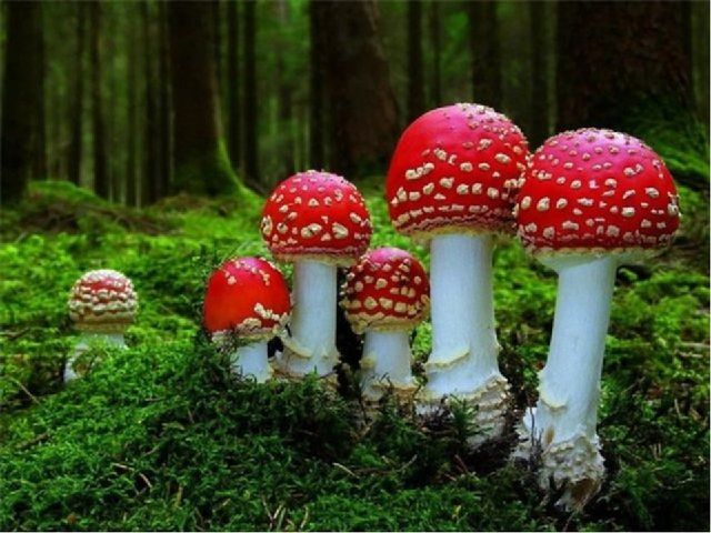 Презентация Съедобные и несъедобные грибы
