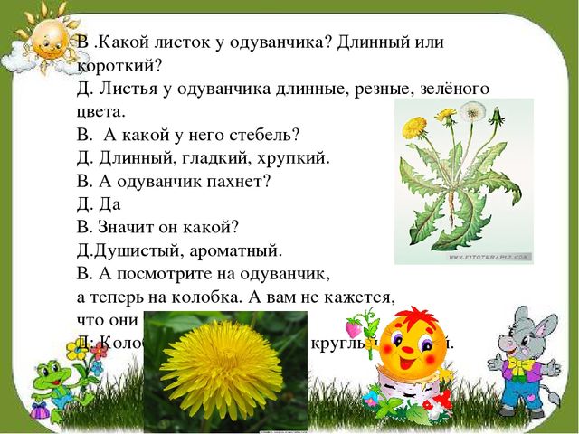 Какое расположение листьев у одуванчика