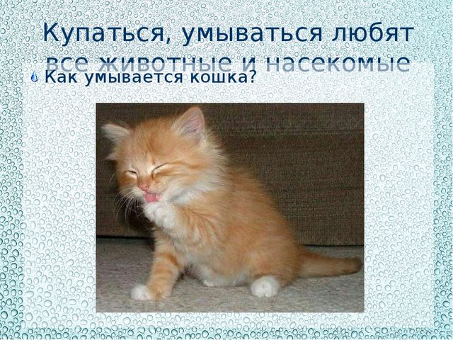 Презентация "Купаться любят все"