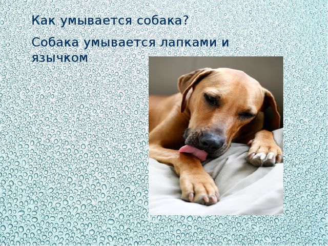 Презентация "Купаться любят все"
