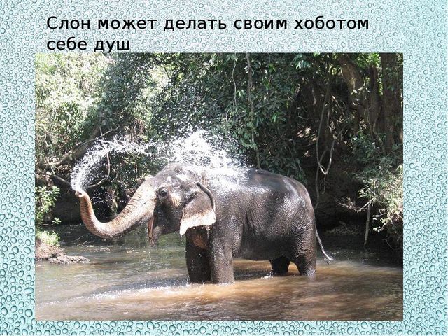 Презентация "Купаться любят все"