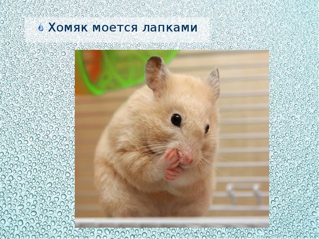 Презентация "Купаться любят все"