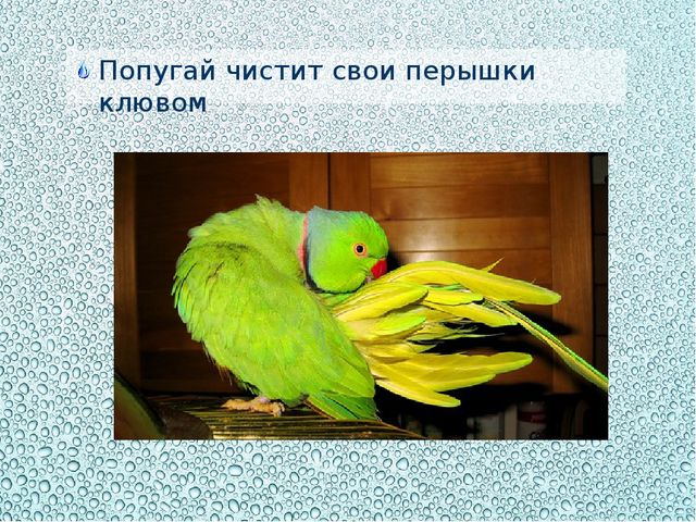 Презентация "Купаться любят все"