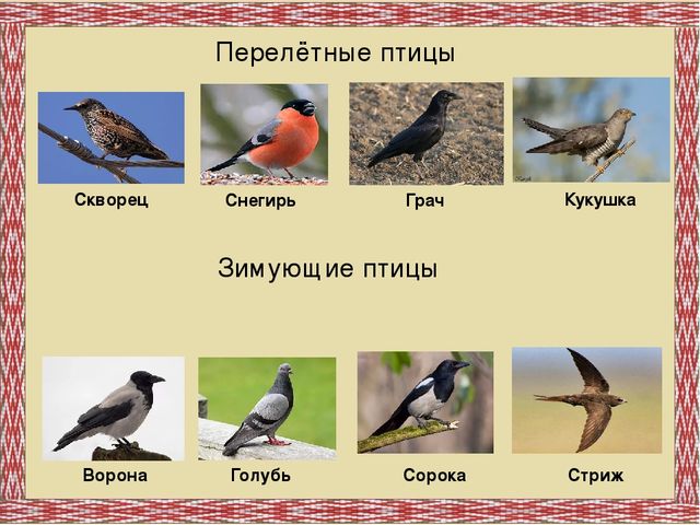 Дидактическая игра "Птицы Республики Коми"