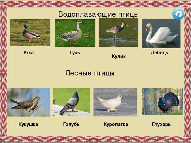 Дидактическая игра "Птицы Республики Коми"