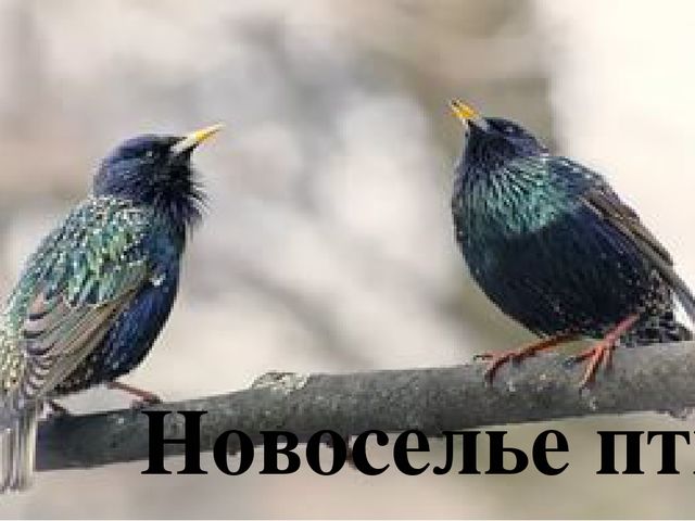 Презентация к развлечению "Новоселье птиц"