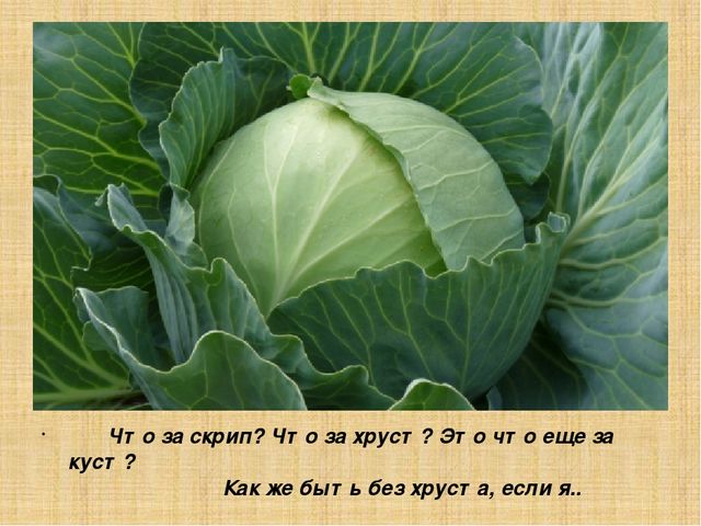 Презентация для старшей группы "Овощи"