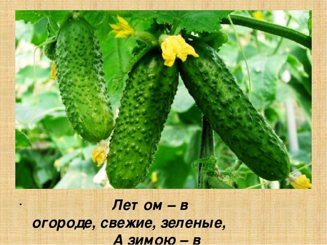 Презентация для старшей группы "Овощи"