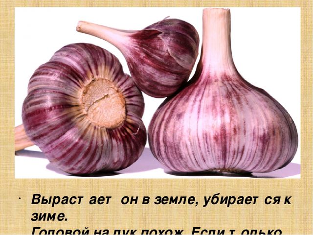 Презентация для старшей группы "Овощи"