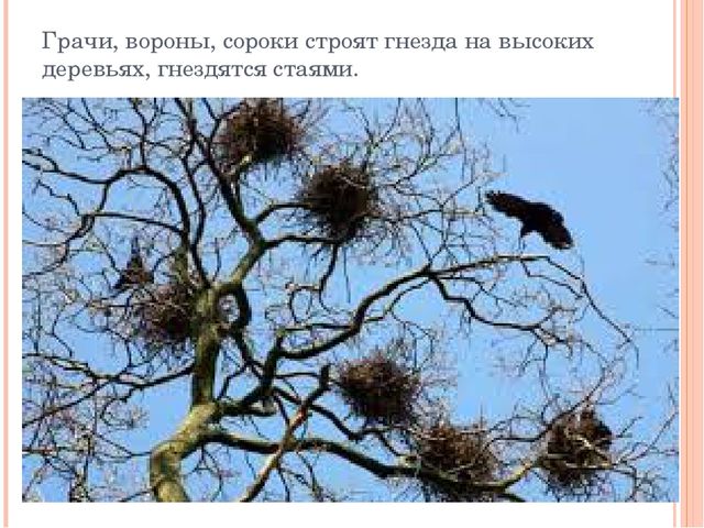 Презентация "Разнообразие птичьих гнезд"