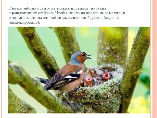 Презентация "Разнообразие птичьих гнезд"