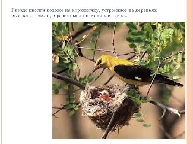 Презентация "Разнообразие птичьих гнезд"