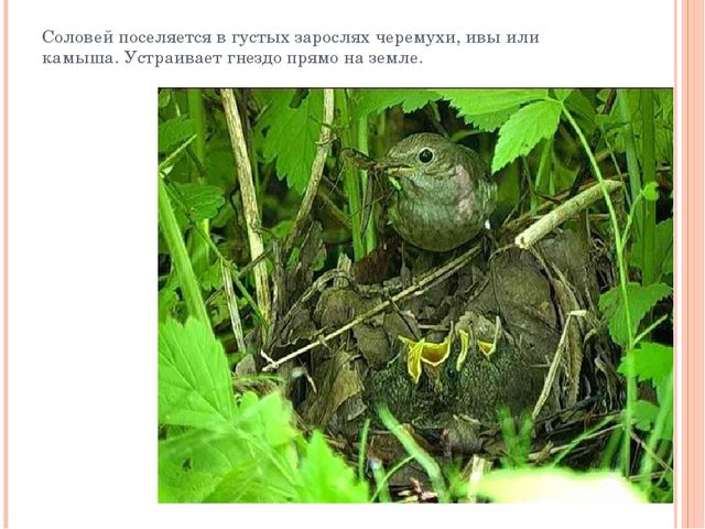 Презентация "Разнообразие птичьих гнезд"