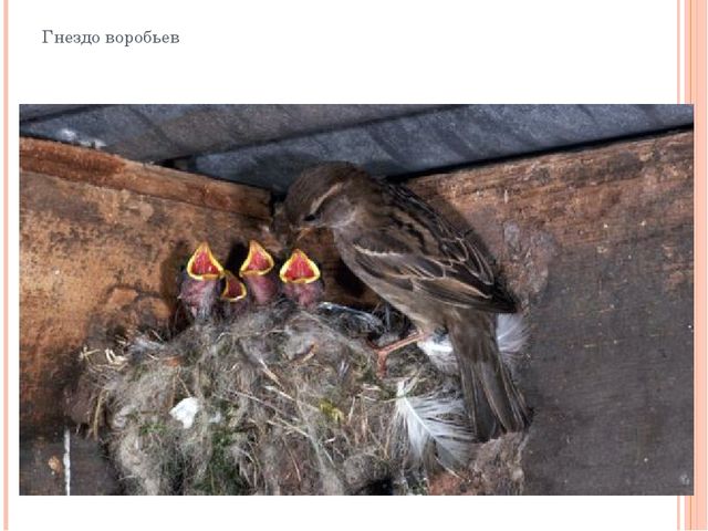 Презентация "Разнообразие птичьих гнезд"