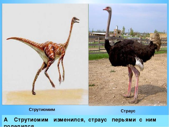 Презентация на тему:"Куда исчезли динозавры?"