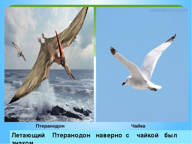 Презентация на тему:"Куда исчезли динозавры?"