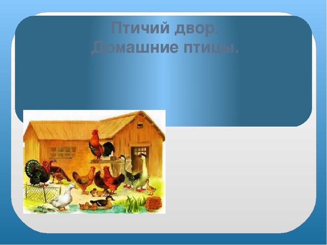 Презентация "Домашние птицы" младшая группа