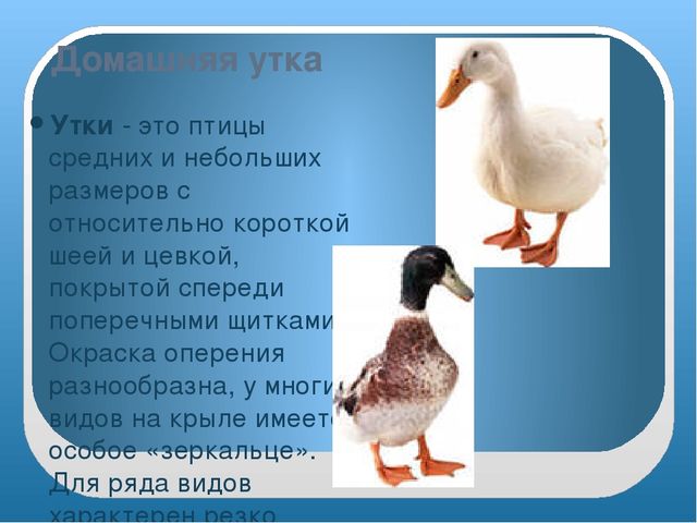 Презентация "Домашние птицы" младшая группа