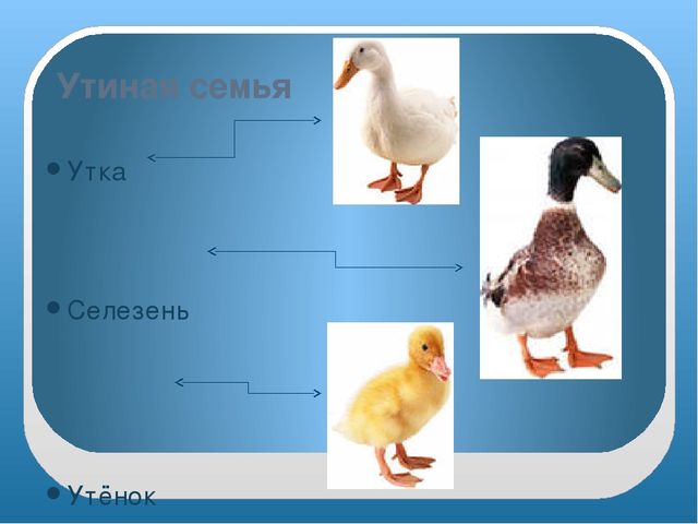 Презентация "Домашние птицы" младшая группа